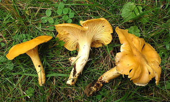 Chanterelle commune