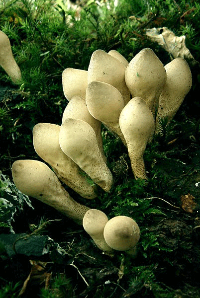 Lycoperdon en poire