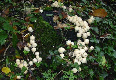 Lycoperdon en forme de poire