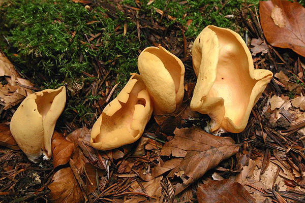 Oreille de lièvre