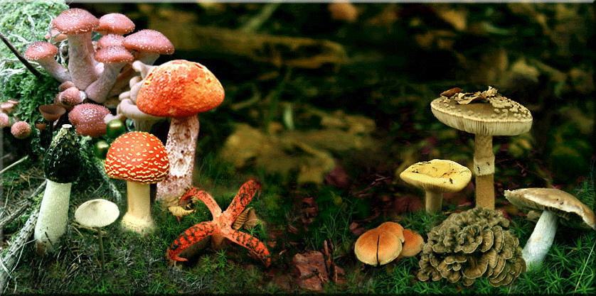 Champignons