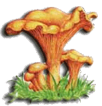 chanterelle commune