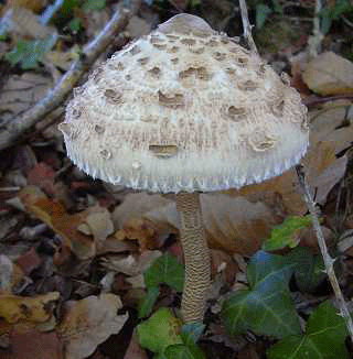 lépiote élévée - coulemelle