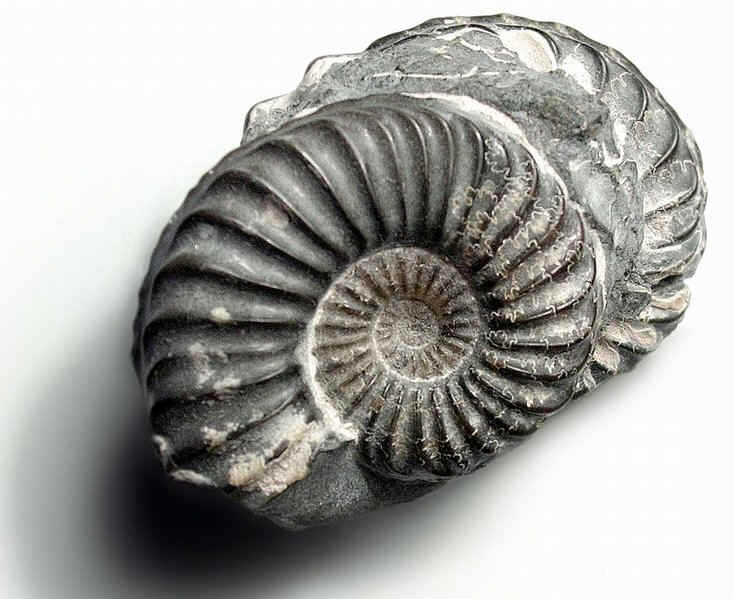 Fossile-ammonite.jpg (97898 octets)