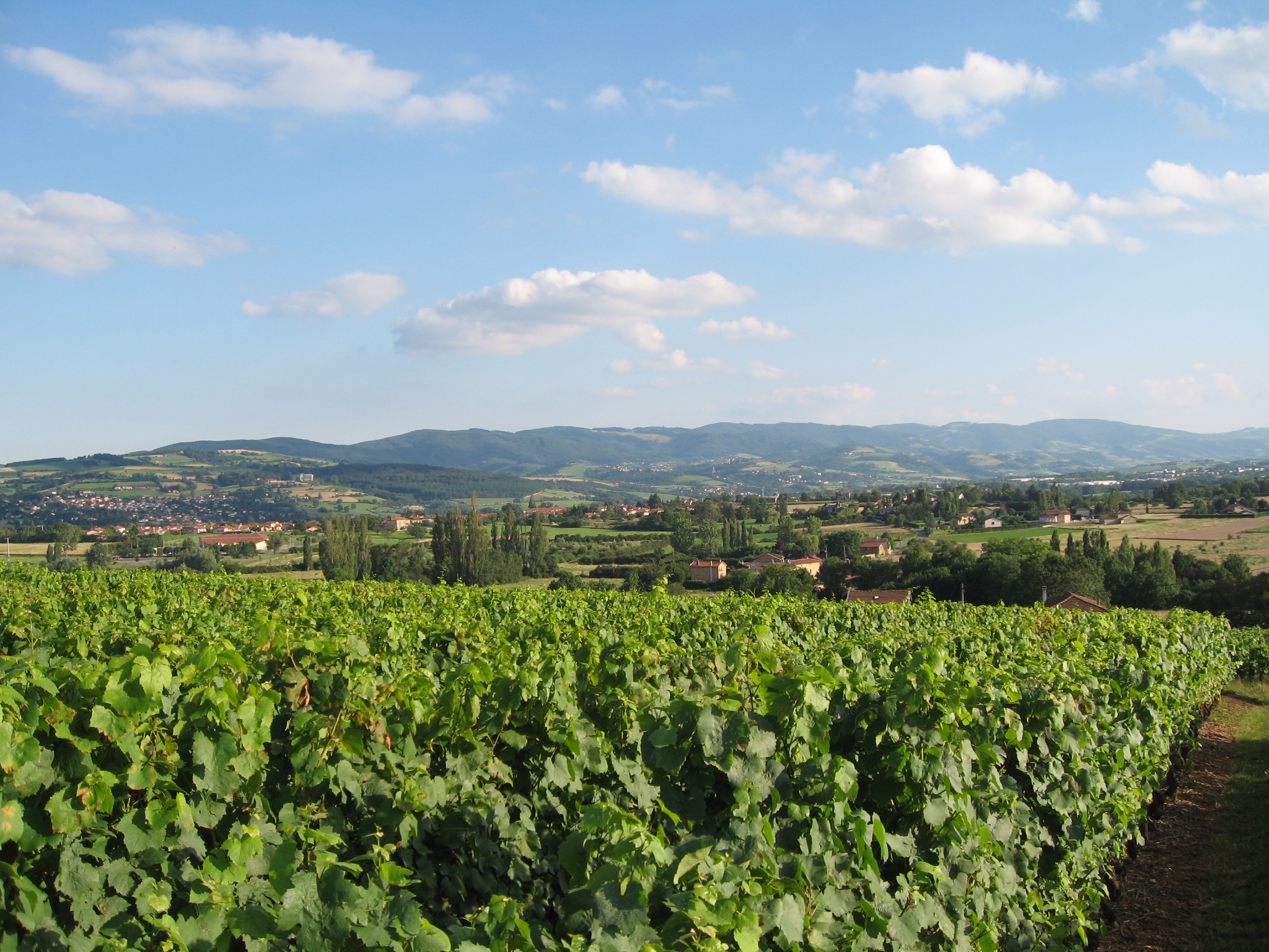 Paysage du Beaujolias