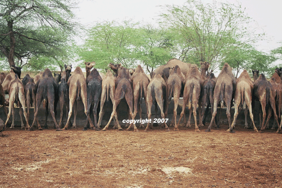 bikaner inde