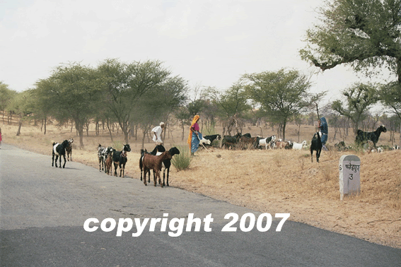 bikaner sur la route