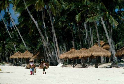 boracay_plage_palmier.jpg (33740 octets)