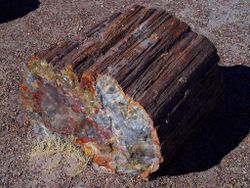 fossile_PetrifiedWood.jpg (15412 octets)