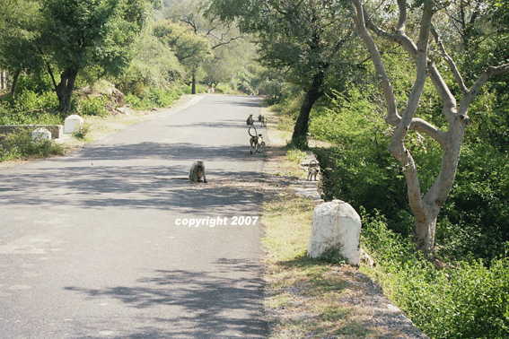 ranakpur