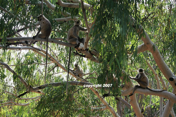 singe de ranakpur