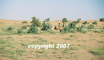 Jaisalmer - safari