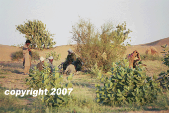 Jaisalmer - Safari