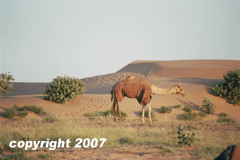 Jaisalmer - Safari