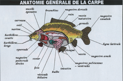 anatomie de la Carpe