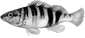 saran